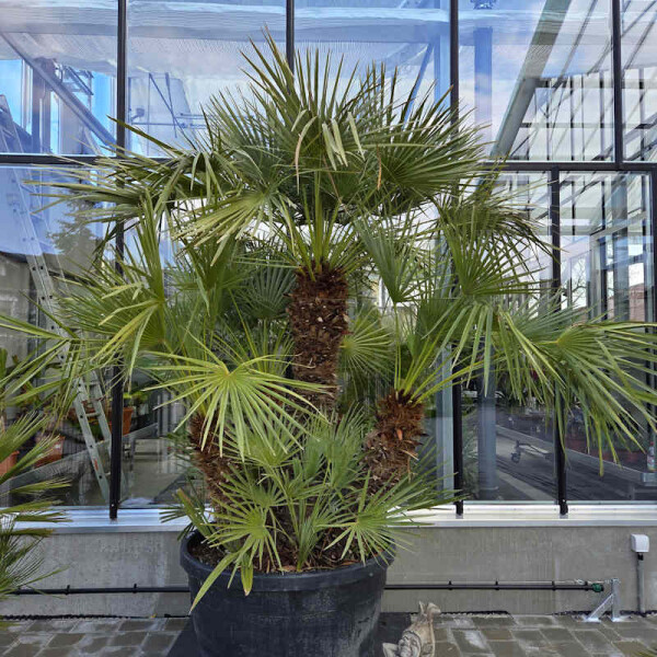Chamaerops humilis - Zwergpalme