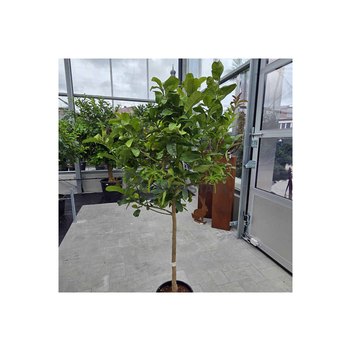 Buddha´s Hand Zitrone - Citrus med box