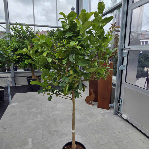 Buddha´s Hand Zitrone - Citrus medica Digitata