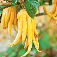 Buddha´s Hand Zitrone - Citrus medica Digitata