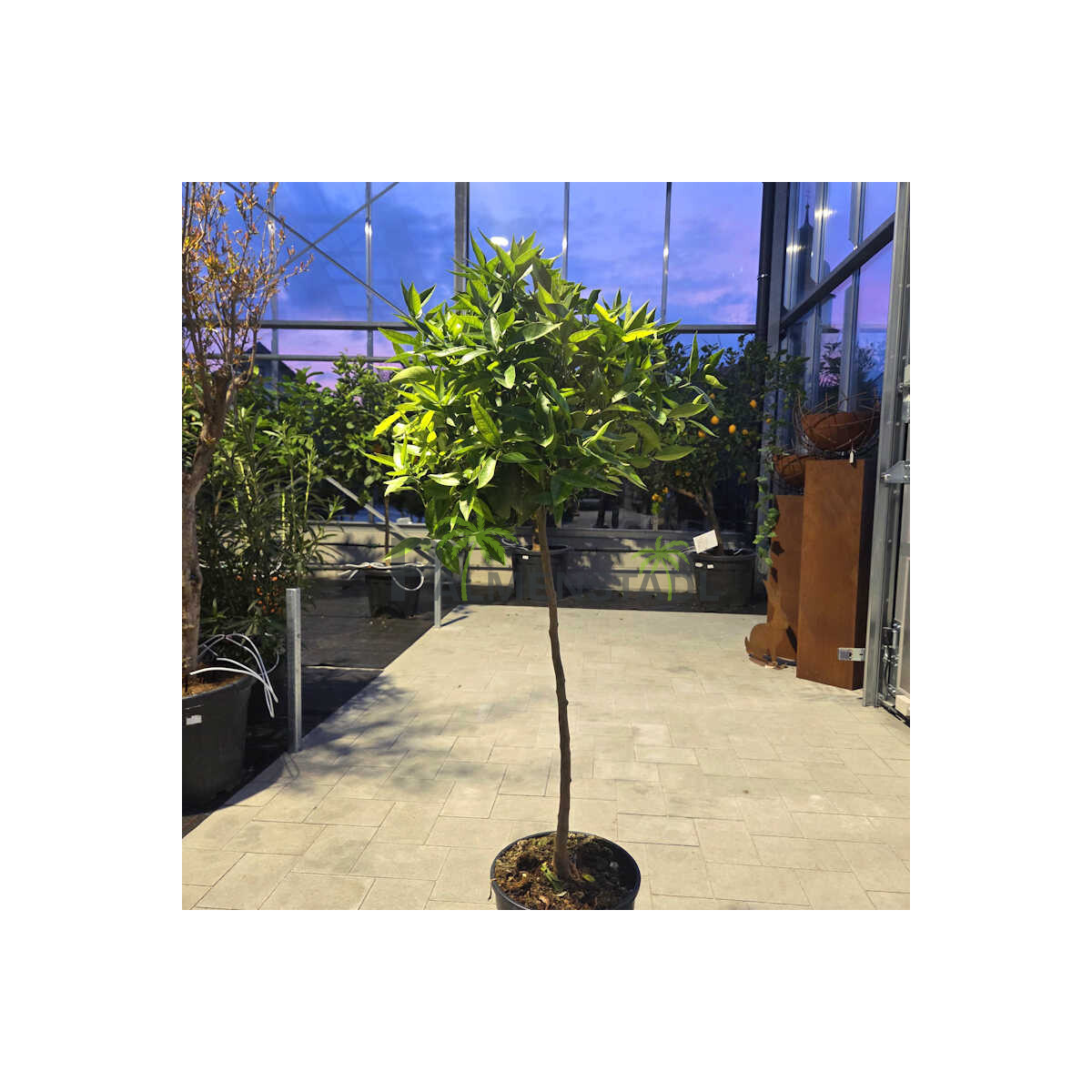 Citrus Reticulata - Mandarinenbaum