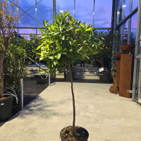 Citrus Reticulata - Mandarinenbaum