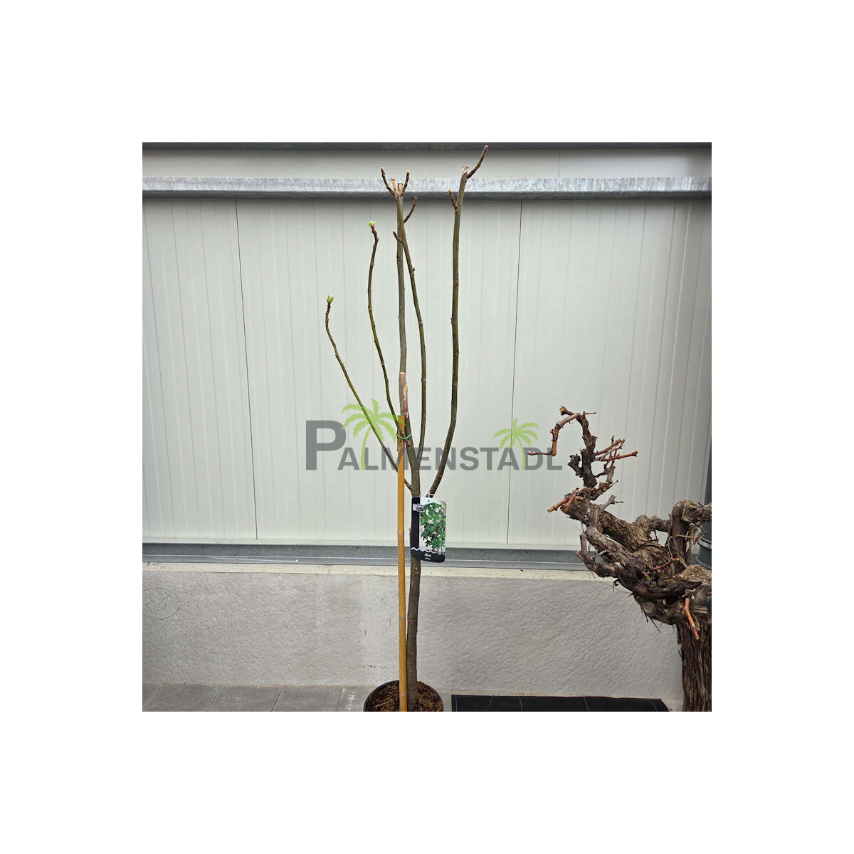 Ficus Carica - Feigenbaum - Icecrystal box