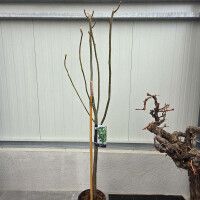 Ficus Carica - Feigenbaum - Icecrystal