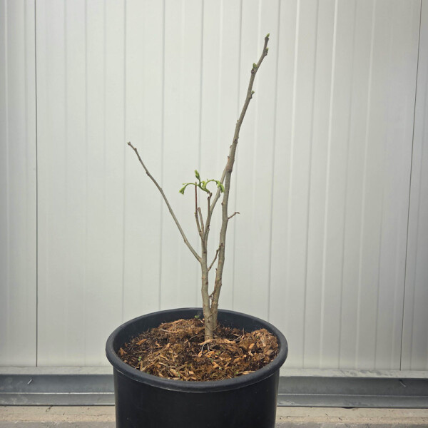 Albizia julibrissin-Seidenbaum