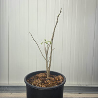 Albizia julibrissin-Seidenbaum