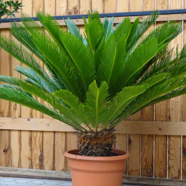 Cycas Revoluta - Japanischer Sagopalmfarn