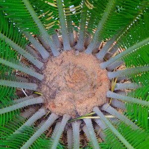 Cycas Revoluta - Japanischer Sagopalmfarn