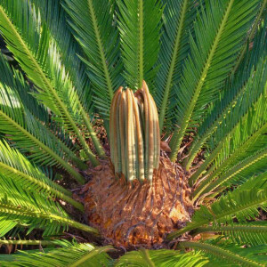 Cycas Revoluta - Japanischer Sagopalmfarn