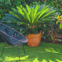 Cycas Revoluta - Japanischer Sagopalmfarn
