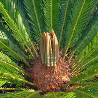 Cycas Revoluta - Japanischer Sagopalmfarn