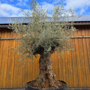 Olivenbaum-Bonsai 2518 Hojiblanca