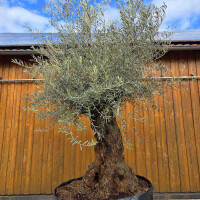 Olivenbaum-Bonsai 2518 Hojiblanca