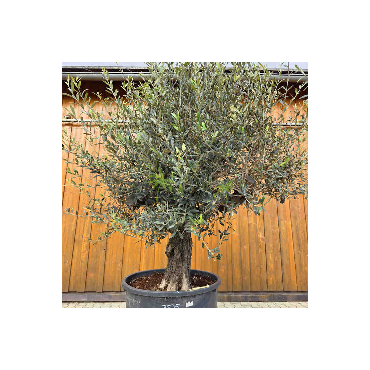 Olivenbaum-Bonsai 2525 Picual