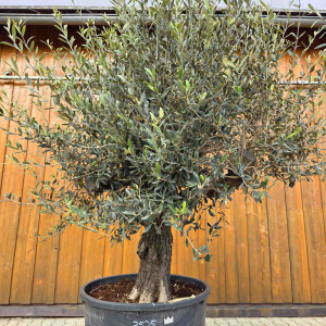 Olivenbaum-Bonsai 2525 Picual