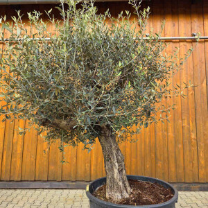 Olivenbaum-Bonsai 2525 Picual