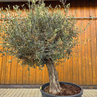Olivenbaum-Bonsai 2525 Picual