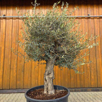 Olivenbaum-Bonsai 2525 Picual