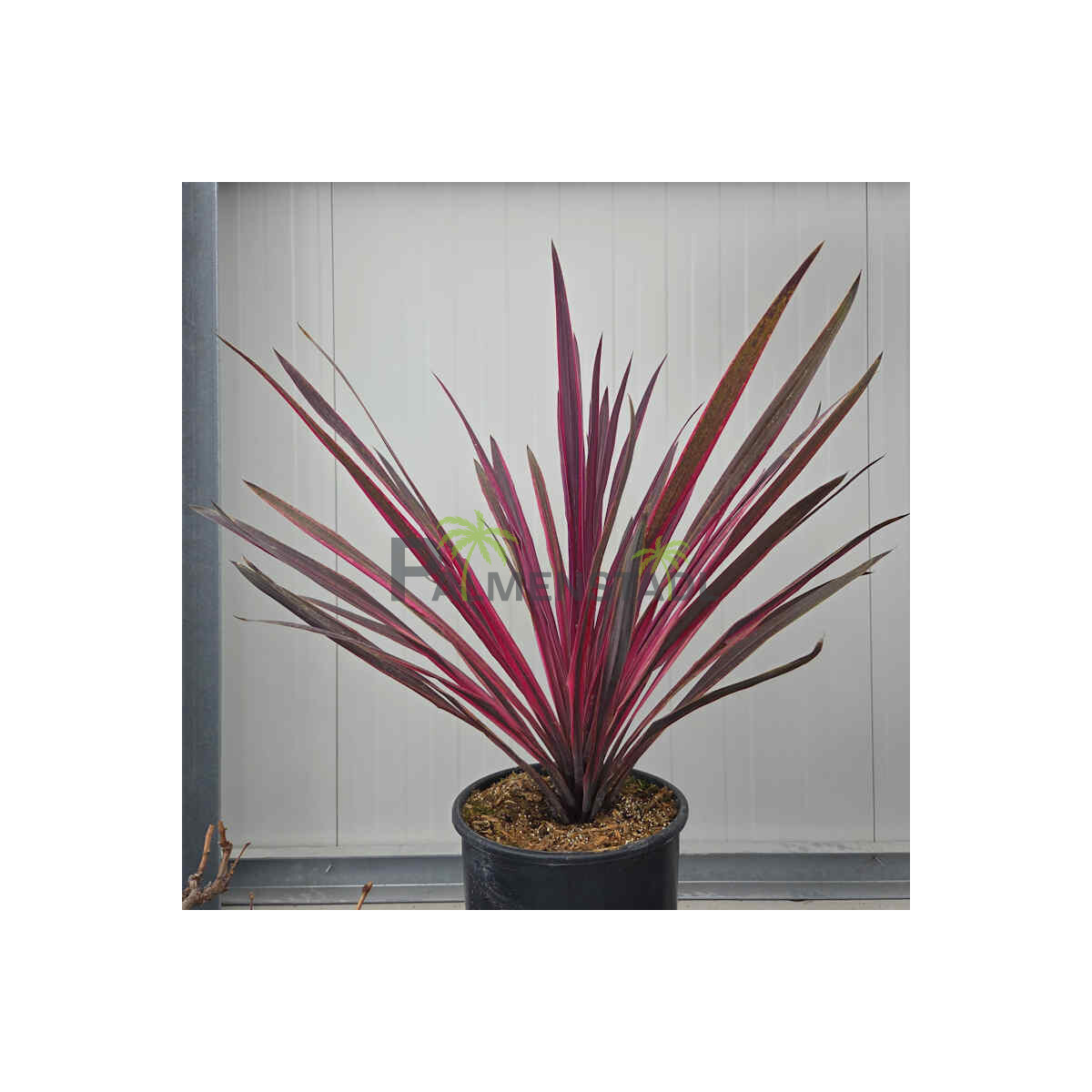 Cordyline australis paso doble - Kohlbau box
