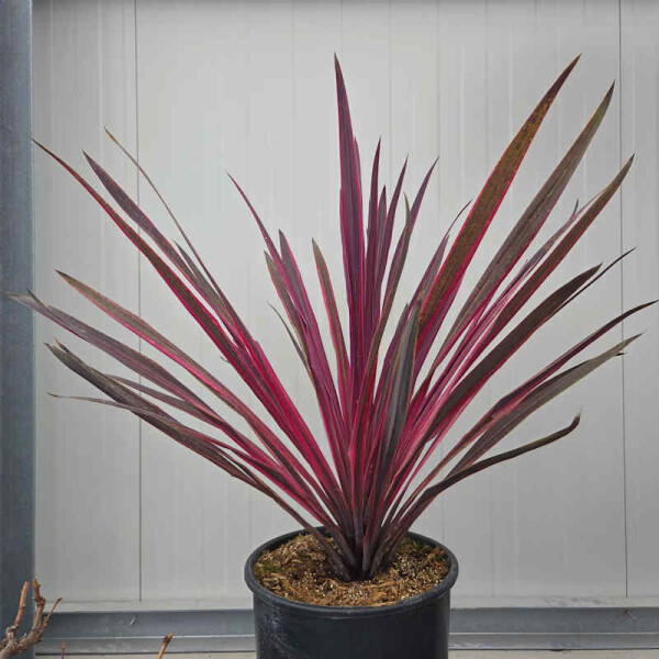 Cordyline australis paso doble - Kohlbaum 40-60