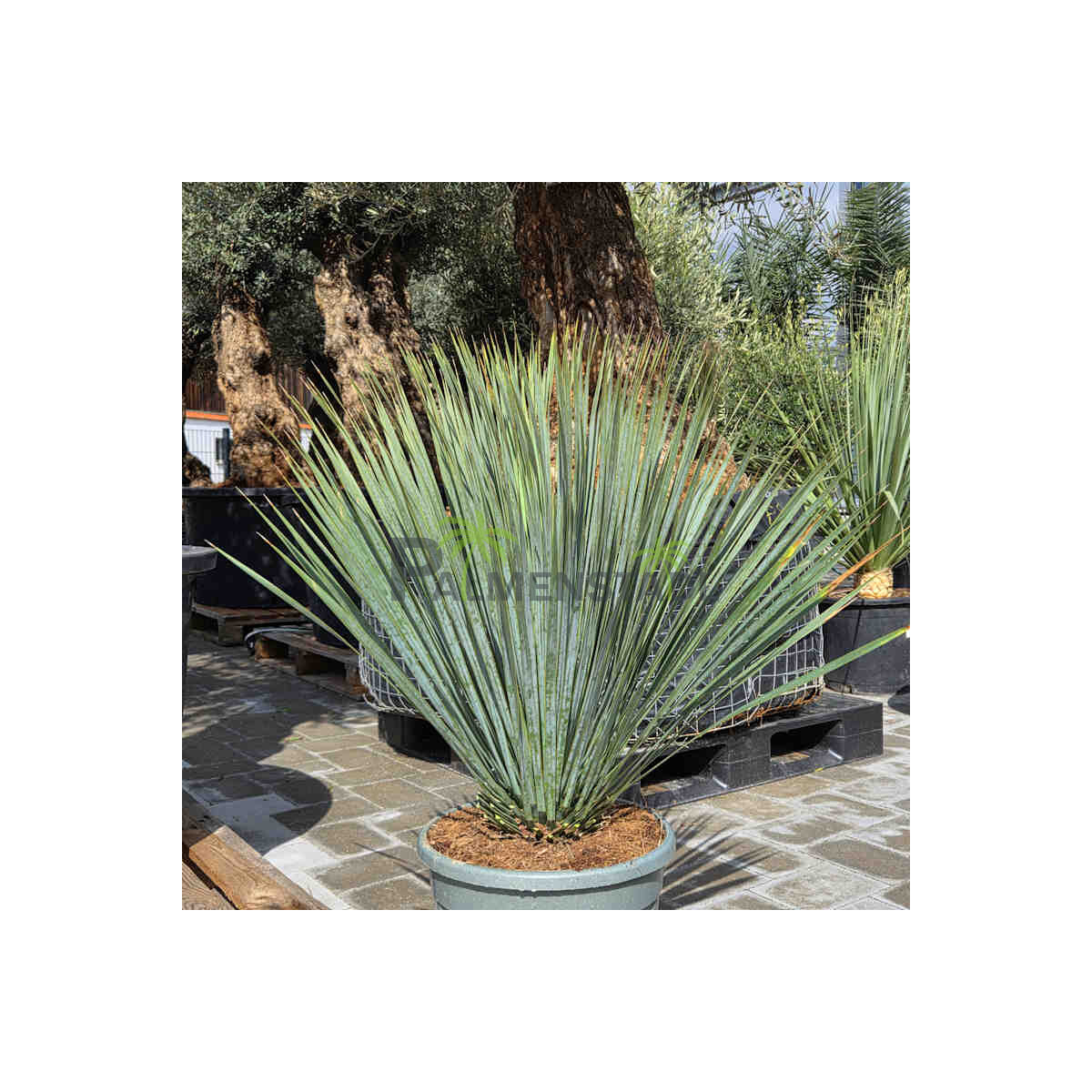 Yucca Rostrata - Blaublättrige Palm box