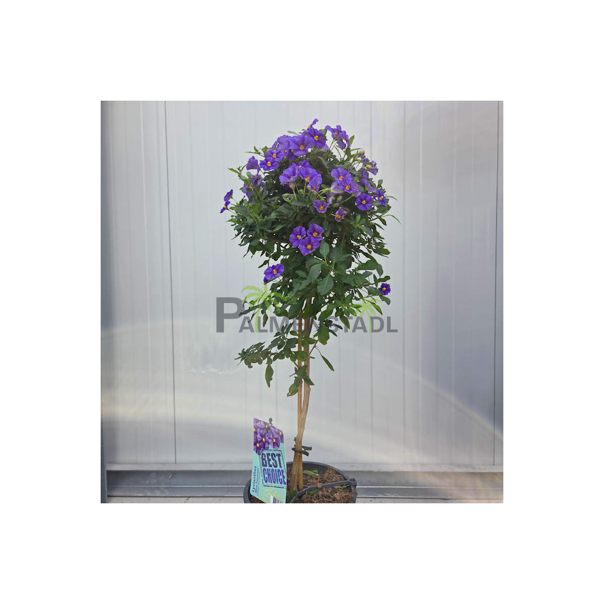 Solanum rantonnetti- Enzianstrauch