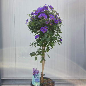 Solanum rantonnetti- Enzianstrauch