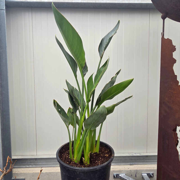 Strelitzia reginae - Paradiesvogelblume