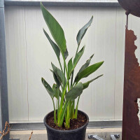 Strelitzia reginae - Paradiesvogelblume