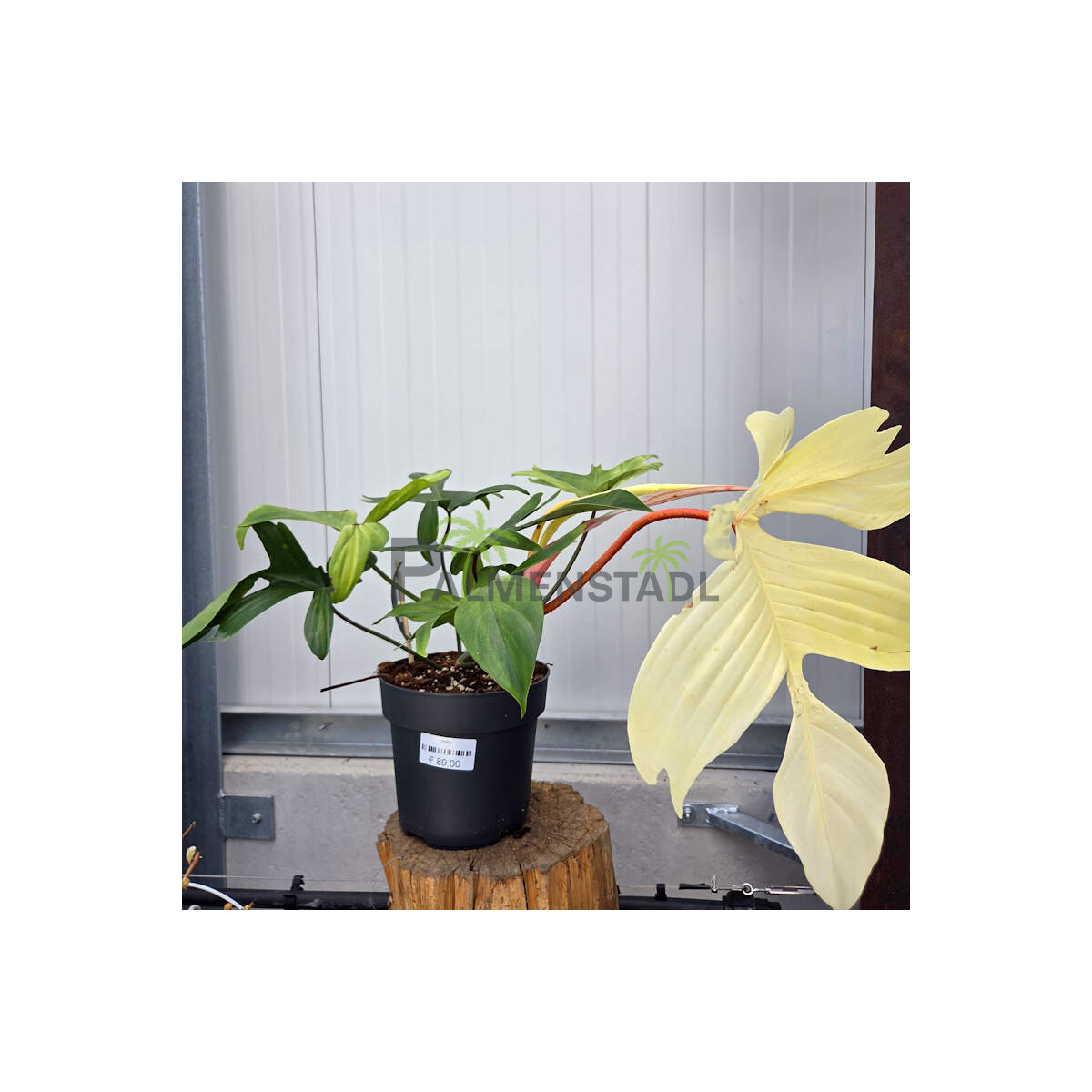 Philodendron Florida Ghost