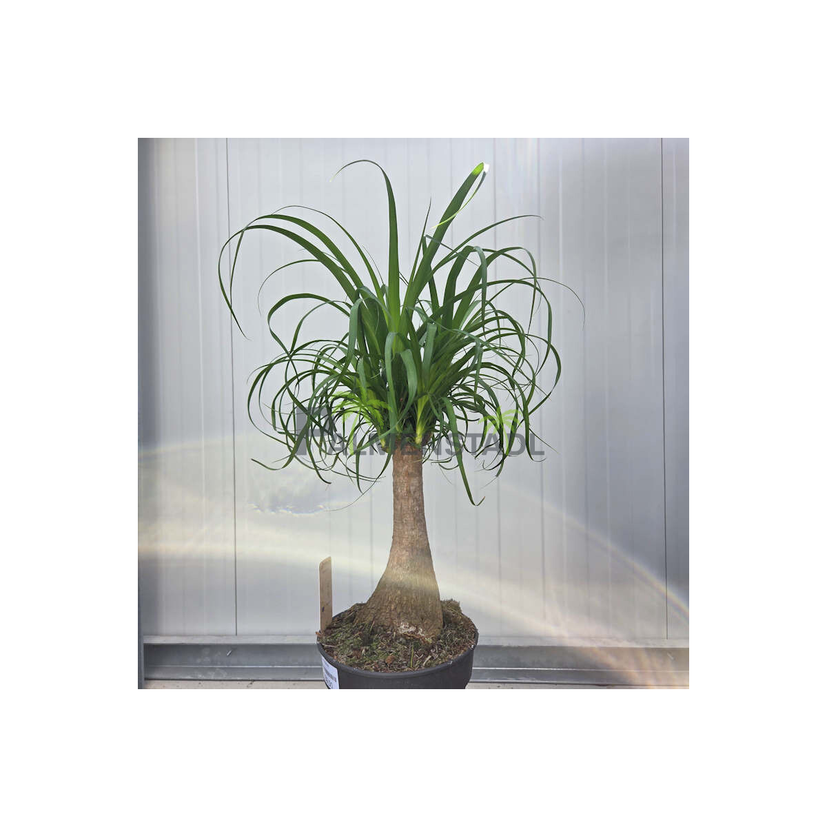 Elefantenfuß- Beaucarnea recurvata