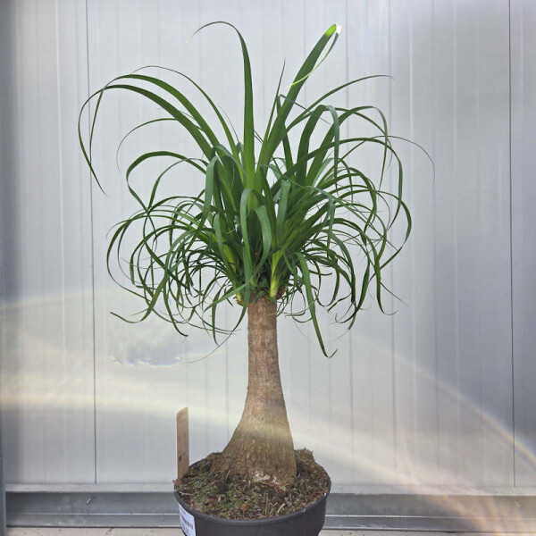 Elefantenfuß- Beaucarnea recurvata