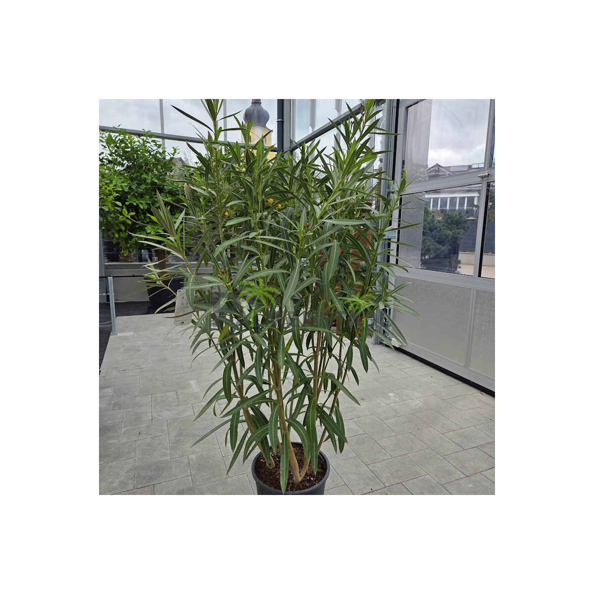 Nerium oleander-Oleander-rose 18cm