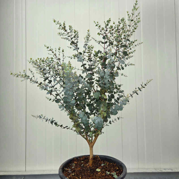 Eukalyptus "silver dollar"