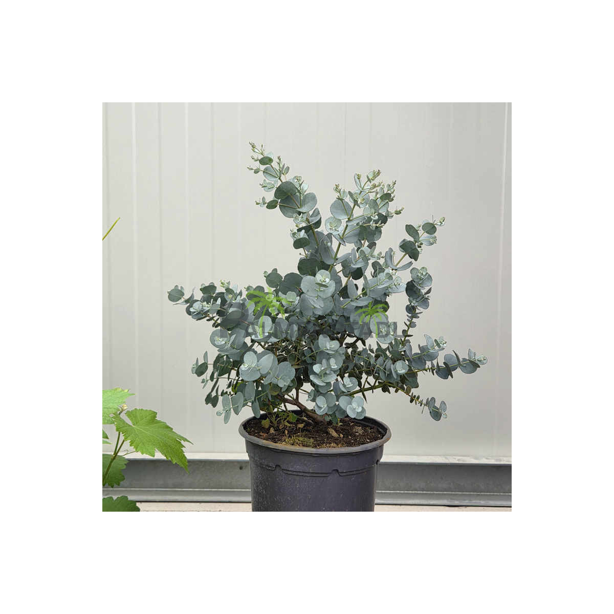 Eukalyptus gunnii 19cm