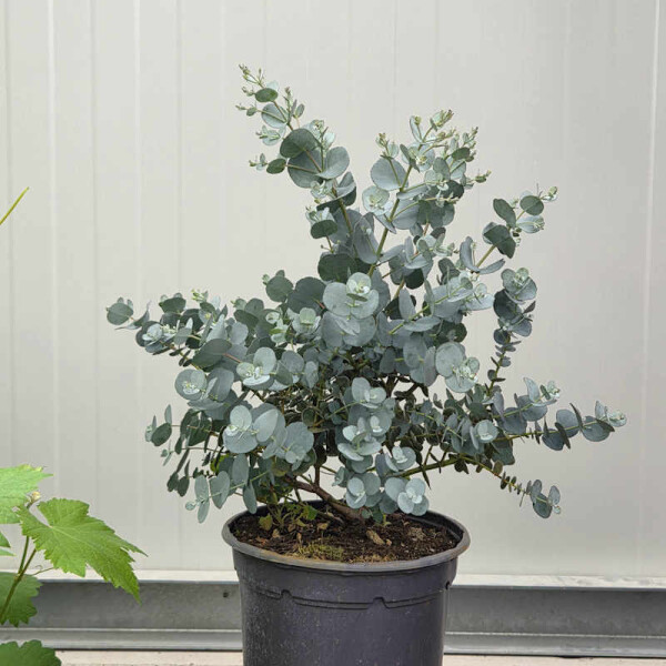 Eukalyptus gunnii 19cm
