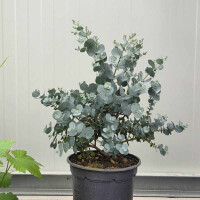 Eukalyptus gunnii 19cm