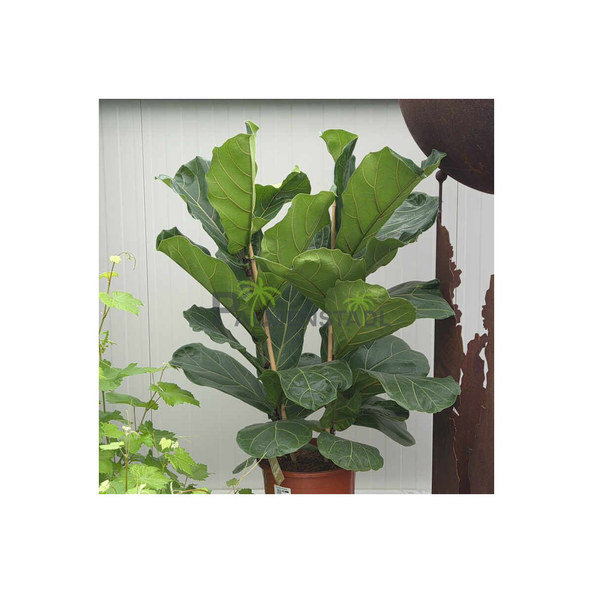 Ficus lyrata - Geigenfeige