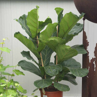 Ficus lyrata - Geigenfeige