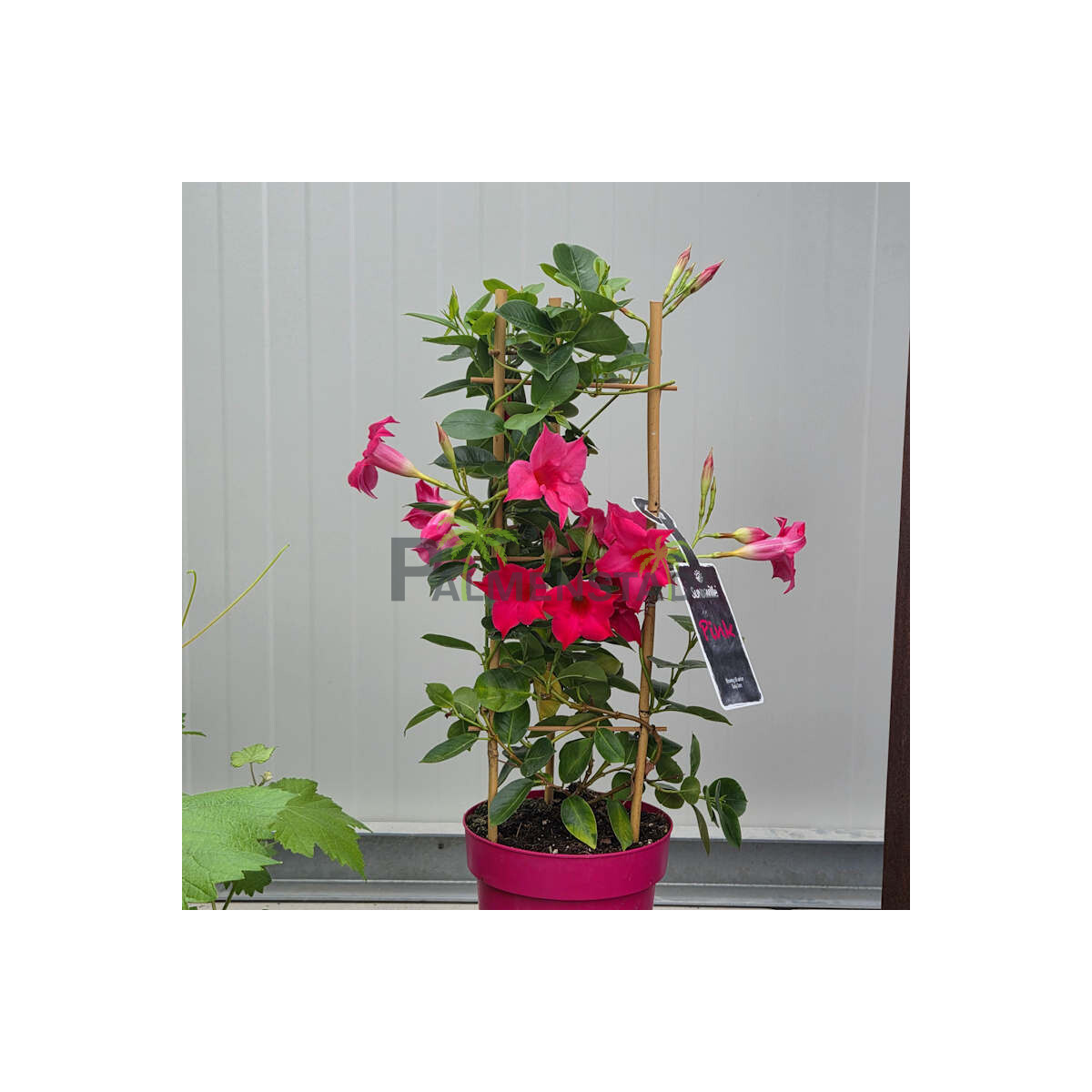 Mandevilla Dipladenia