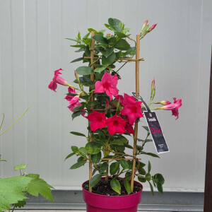 Mandevilla Dipladenia