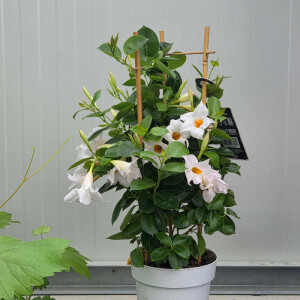 Mandevilla Dipladenia