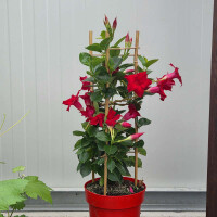 Mandevilla Dipladenia