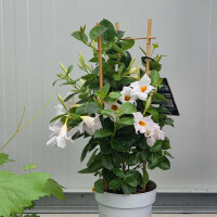 Mandevilla Dipladenia