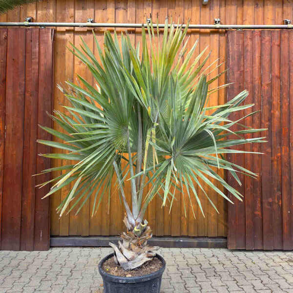 Bismarckia nobilis - Bismarckpalme S30-40
