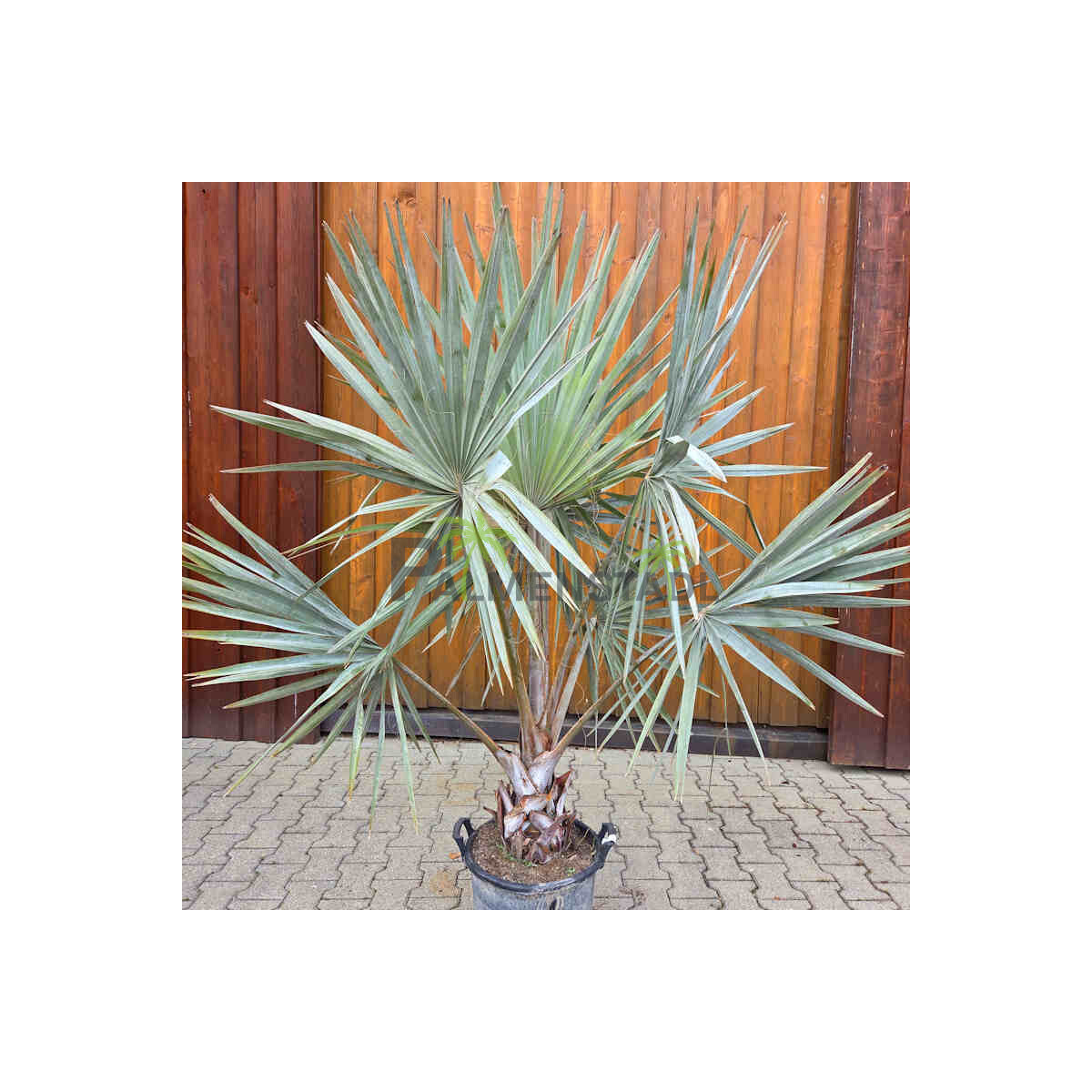 Bismarckia nobilis - Bismarckpalme S20-30