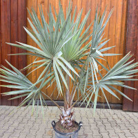 Bismarckia nobilis - Bismarckpalme S20-30