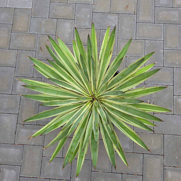 Yucca Gloriosa varigata