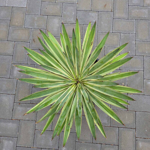 Yucca Gloriosa varigata