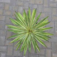 Yucca Gloriosa varigata